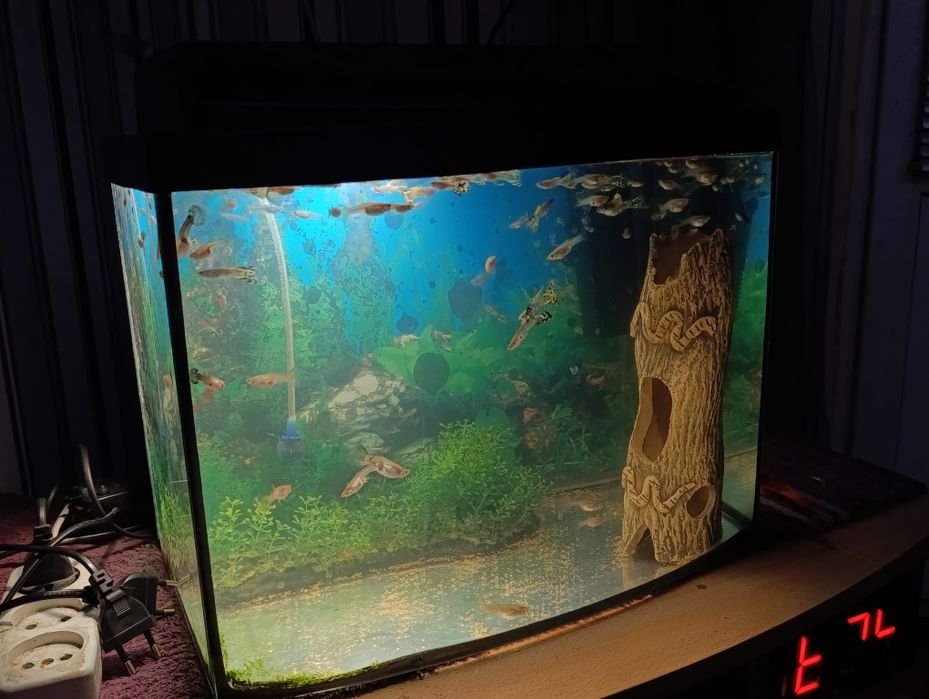 Рыбки Гуппи (отдельно/+аквариум)