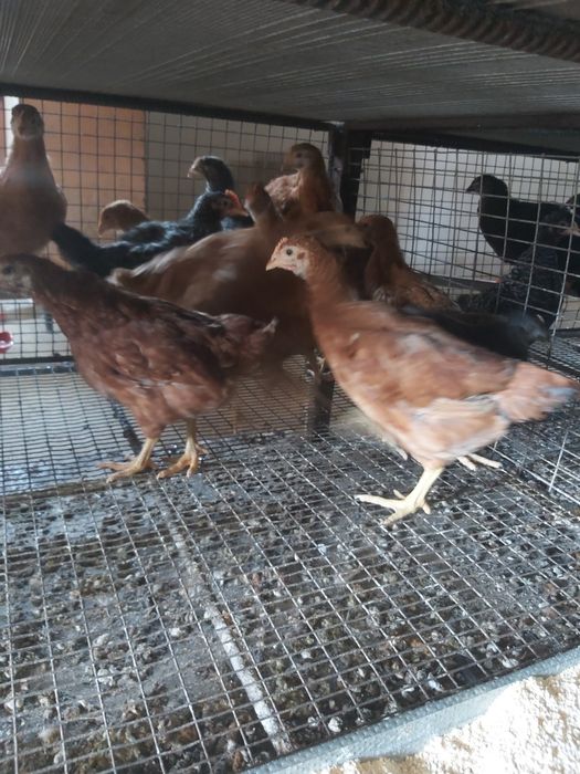 Домінанти 4,5 міс (підрощені)!!