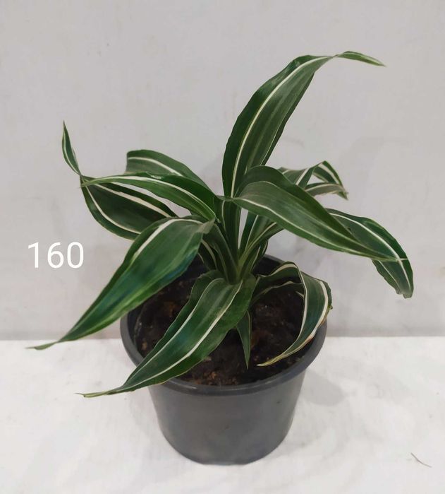 Драцена дерево счастья