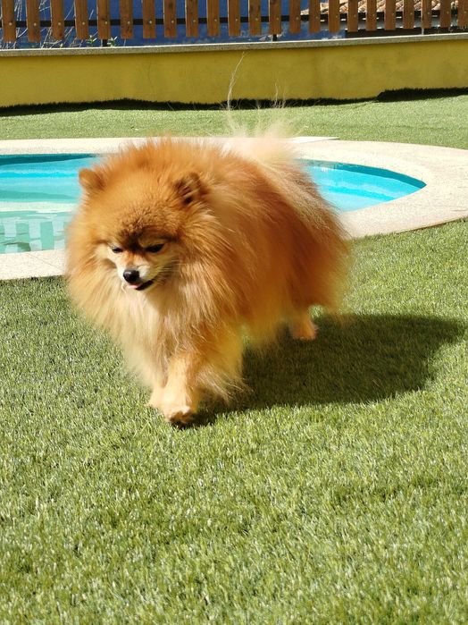 Spitz alemão anão (Fêmea)