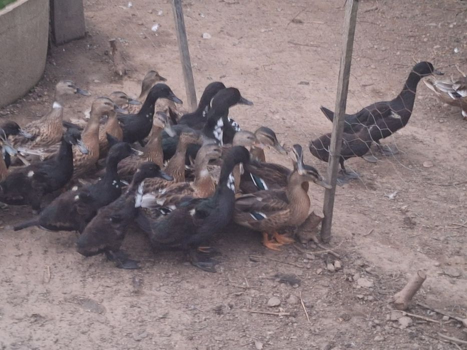 Patos de várias raças
