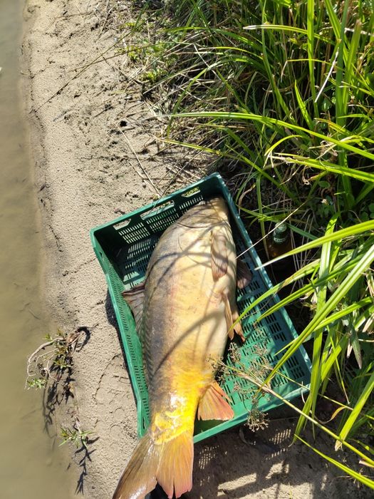Karp tarlak 13 kg