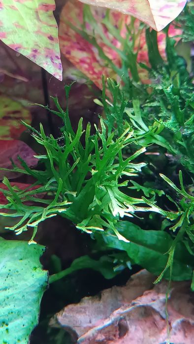 Rośliny do akwarium