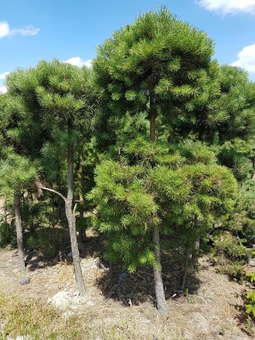 Sosna formowana; kula, w donicy, wys. 2- 2,5m, producent