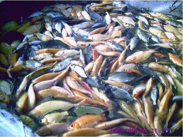 tarlak karaś koi karp koi kroczek inne lin amur tołpyga