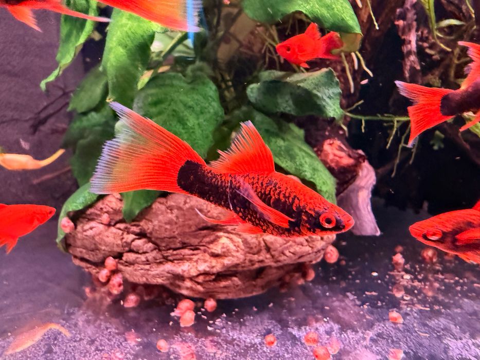 Mieczyki RED RUBY -hodowla hobbystyczna