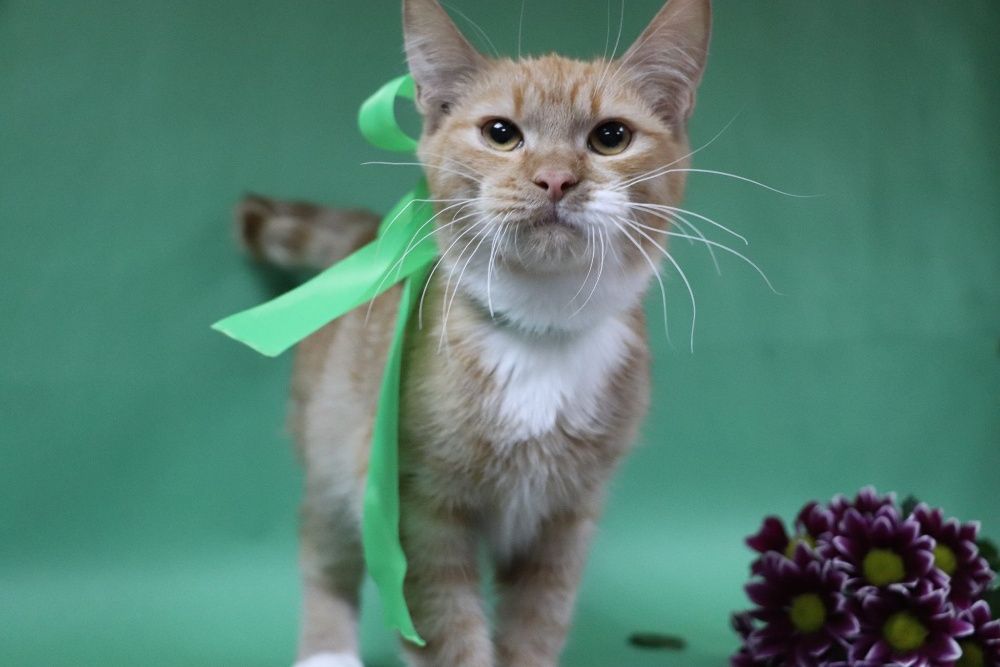 Благородный рыжий Ланцелот! Котенок - рыцарь)