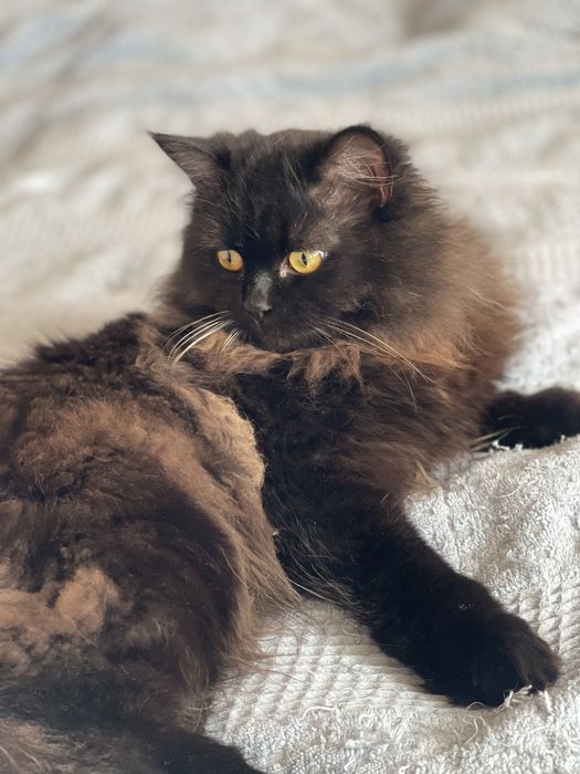 Шотландська дівчіна