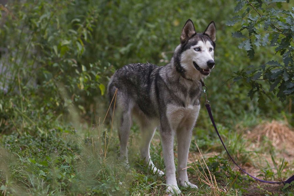 Nessi haszczy wulkan energii szuka aktywnego opiekuna - suczka husky adopcja