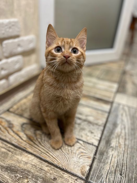 Кошеня в добрі руки, дуже терміново!