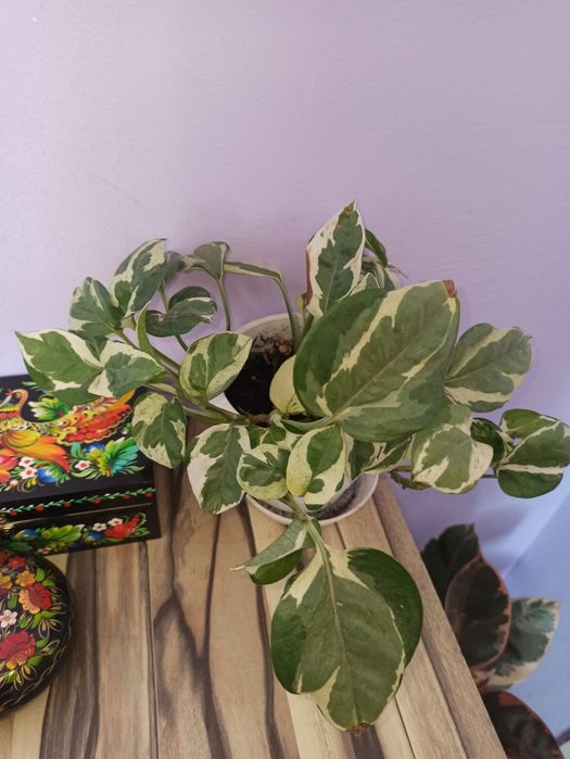 Продам сциндапсус н-джой