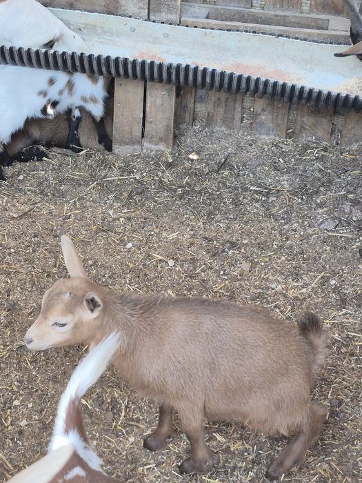 Cabrito anão,  perfeito corta relvas