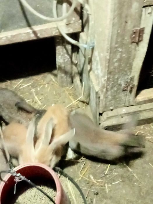 Coelhos Caseiros