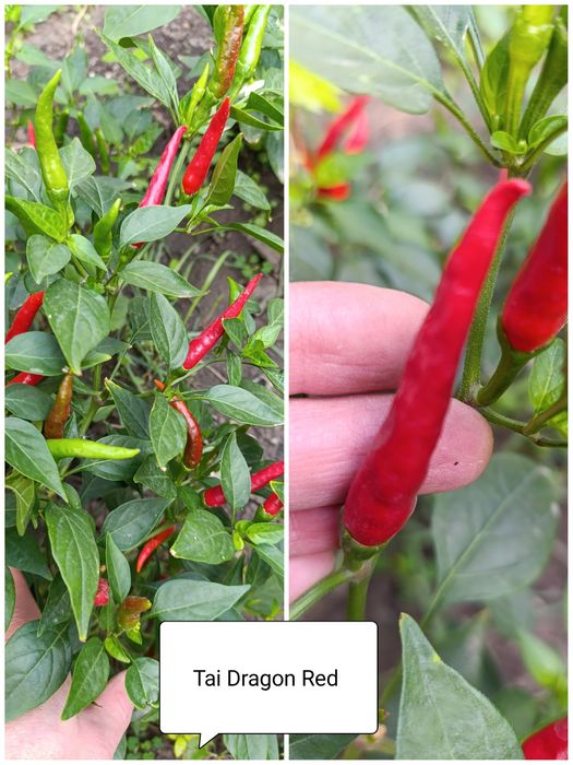 Перец Рокота, Хабанеро, Тай Дракон, гострий