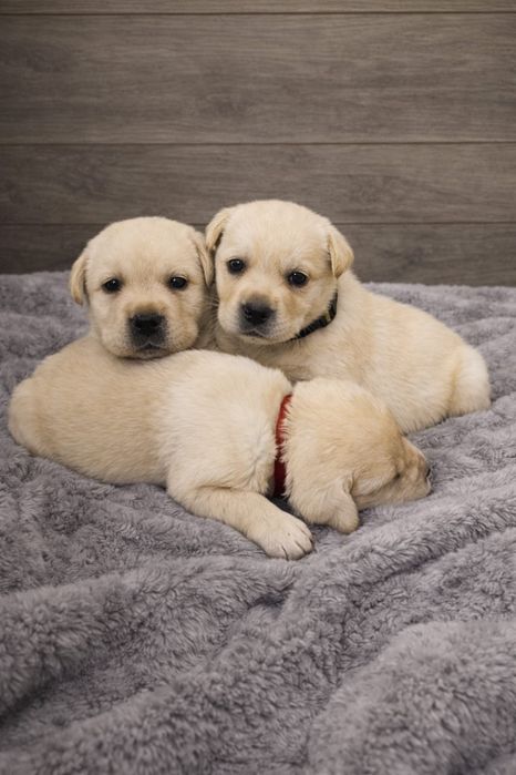 Цуценята лабрадора