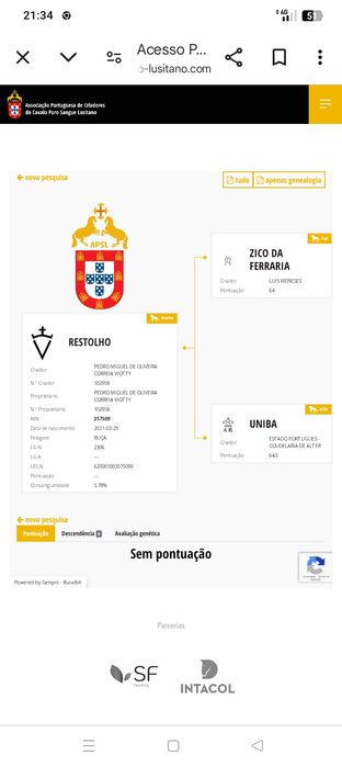 Poldro lusitano de 4 anos