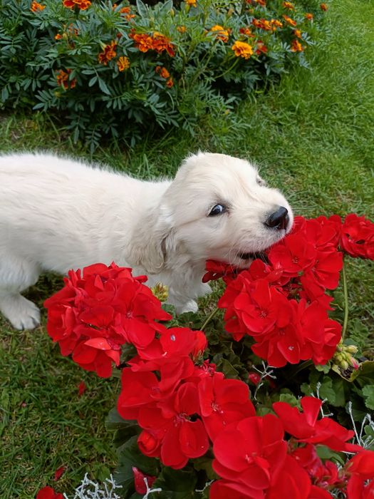 Szczenię Golden Retriever