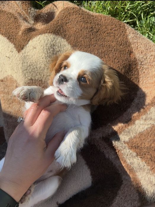 Cavalier King Charles Spaniel suczka