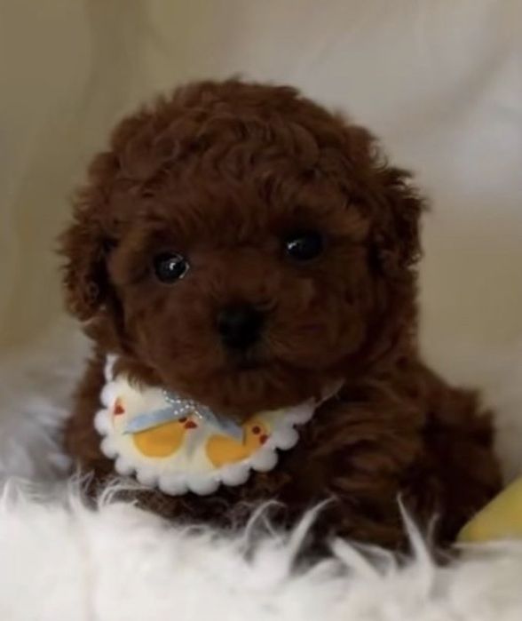 Той-пудель тікап (мікро) китай