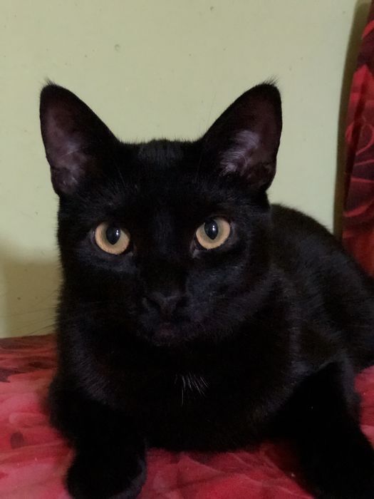 Котик 1 год бесплатно в семью