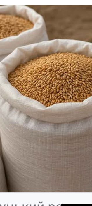 Продам пшеницю озиму врожаю 2025 року 9 грн за 1 кг