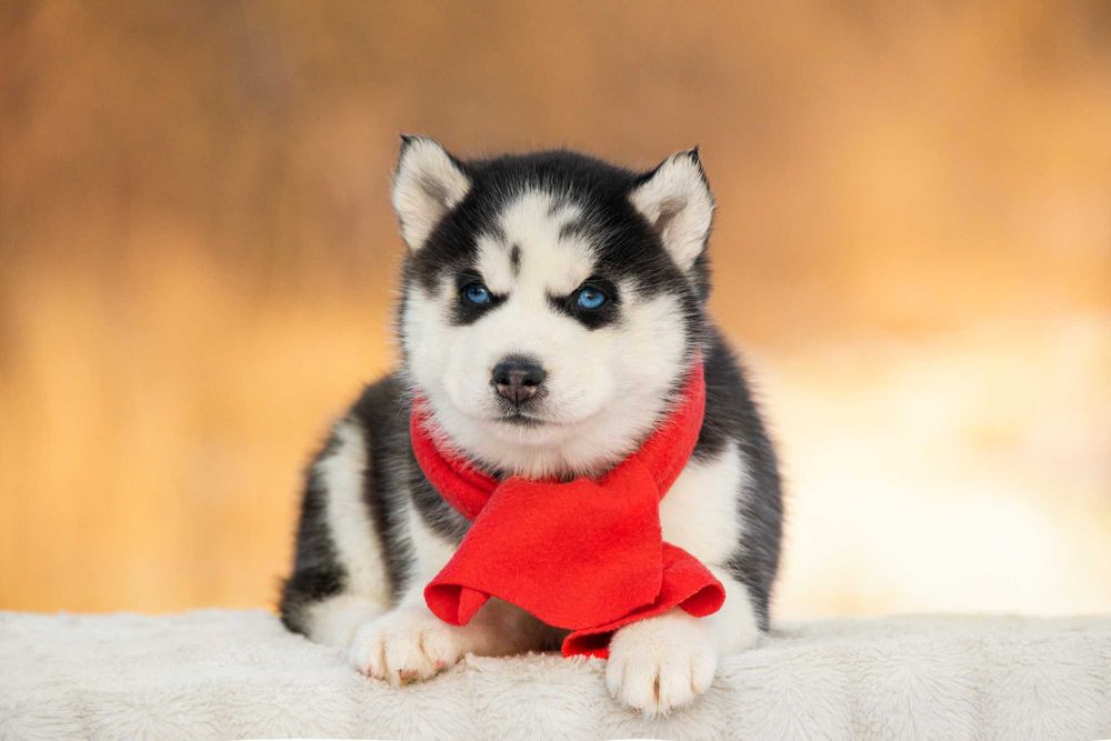 Хаскі цуценята від породних батьків