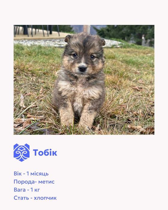 Цуценята-метиси шукають домівки.