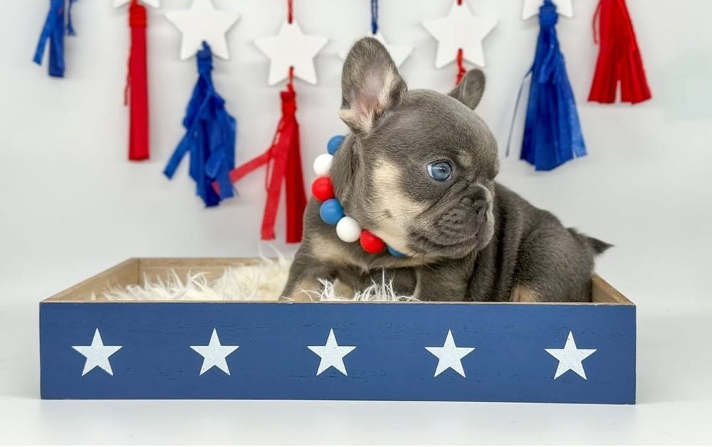 Блакитна  булочка .