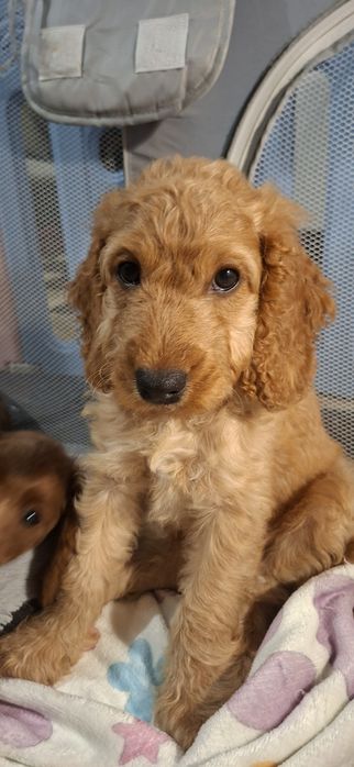 Cockapoo red - śliczne suczki gotowe do odbioru