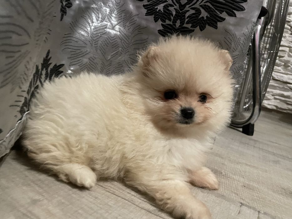 Pomeranian suczka mini