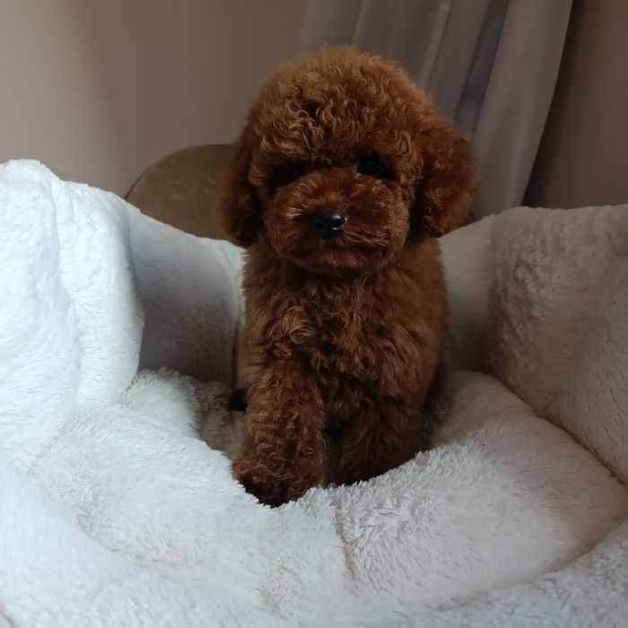 Дівчинка той пудель Китай. Київ