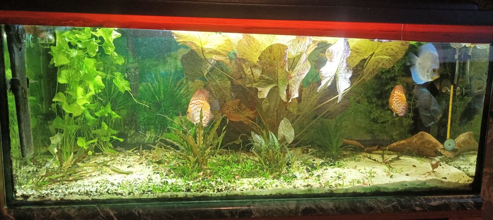 Sprzedam akwarium 200l