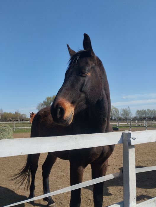 Wałach oldenburdszki 5 lat