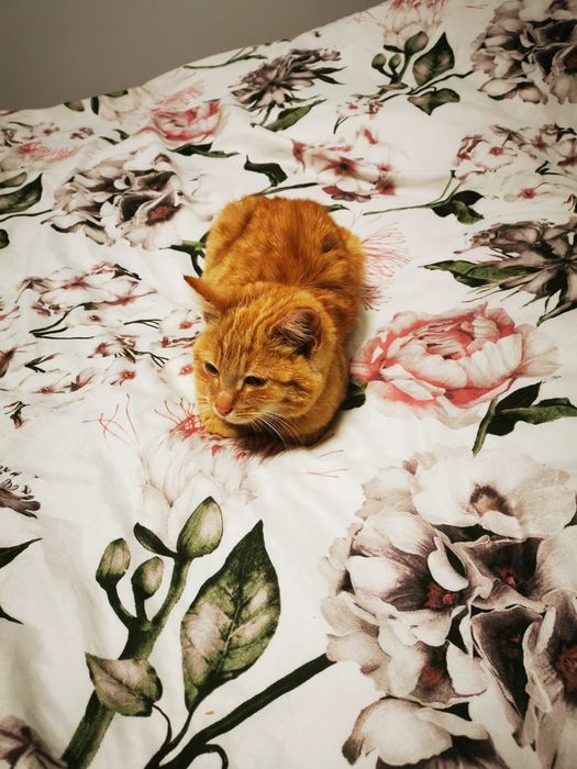 Opieka domowa Hotel dla psów i kotów oraz innych małych pupili