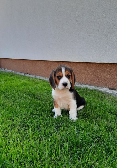 Beagle szczeniak