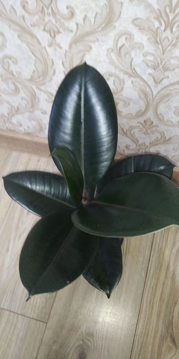 Фікус Тінеке,Бейліз,Абіджан,Шріверіана