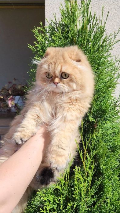 Шотландська дівчинка