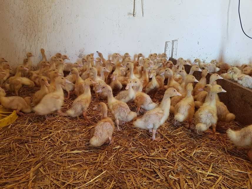 Kaczki pisklęta młode pekin, mulard, dworka do dalszego odchowu