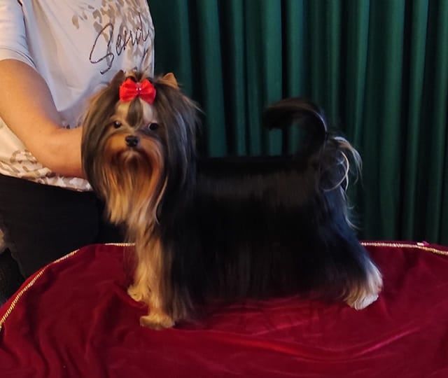 Yorkshire terier  sunia