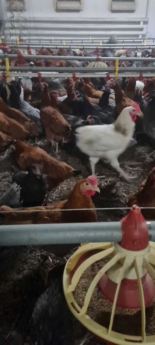 Kury nioski młode Rosa Messa Leghorn prosto od hodowcy. Dowóz Gratis.