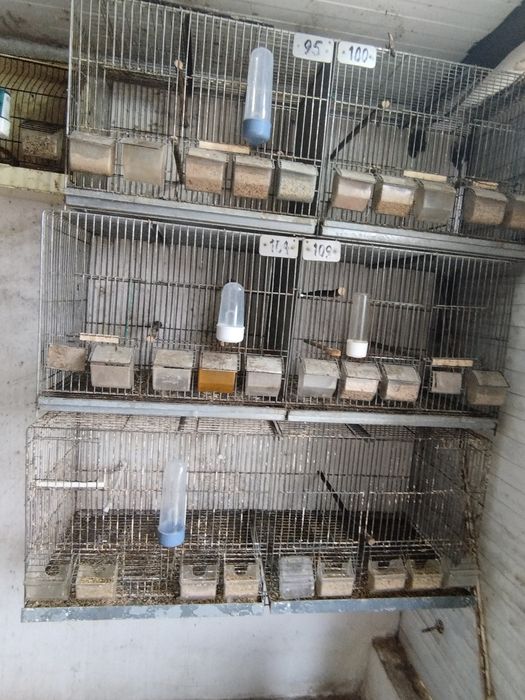 Gaiolas usadas de passaros