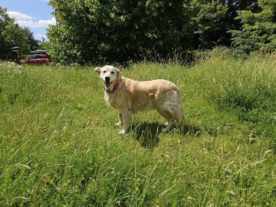 Frytka - golden retriever do adopcji