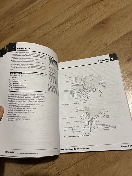 anatomia nettera do kolorowania