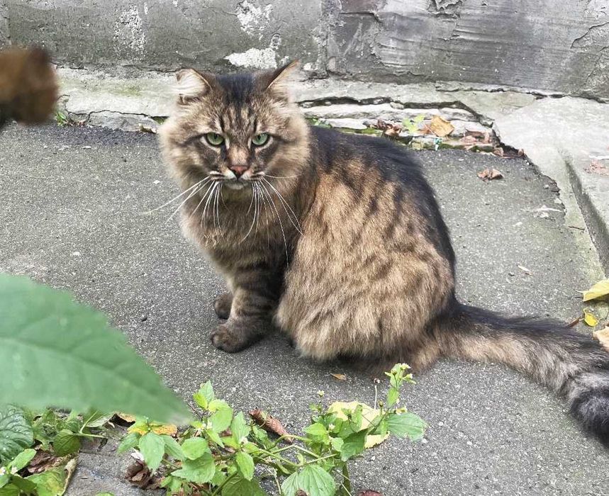 Казковий пухнастик з зеленими очима Марсель, 3р / кіт кішка кот