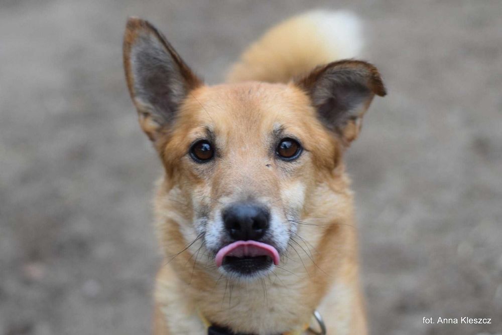 Kaki | 6 lat | 13 kg | pies do adopcji | Toruń