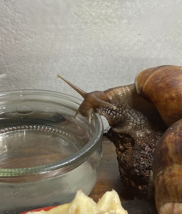 Ślimak afrykański archachatina marginata ovum