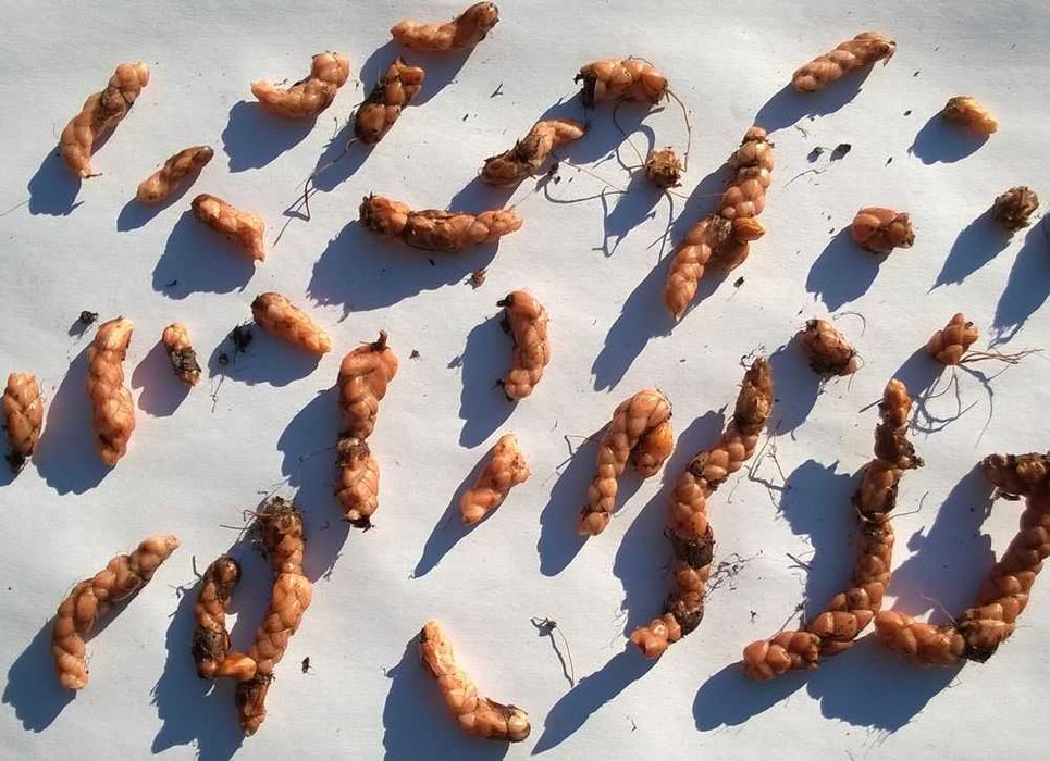 Szczawik trójkątny purpurowy Oxalis Triangularis 500 sztuk + GRATISY