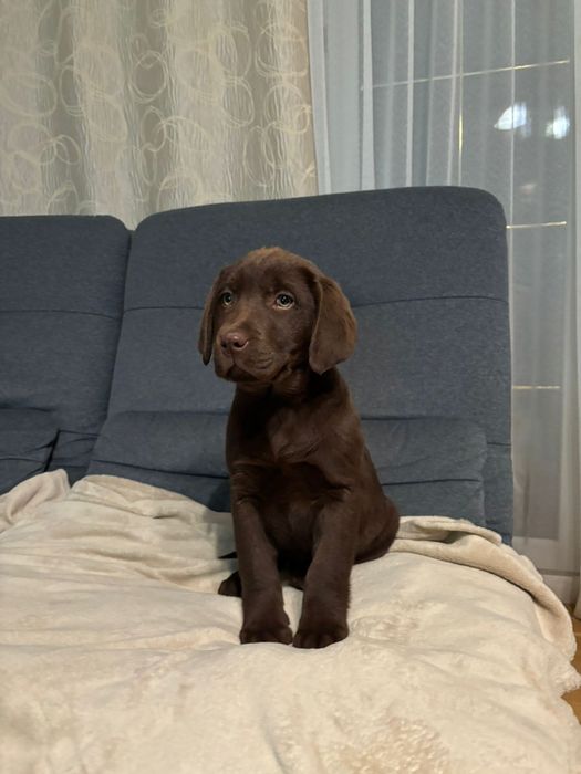 Labrador retriever
