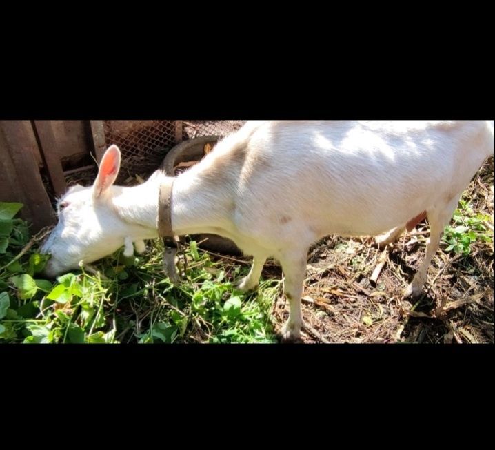 Коза кізка кози козочка