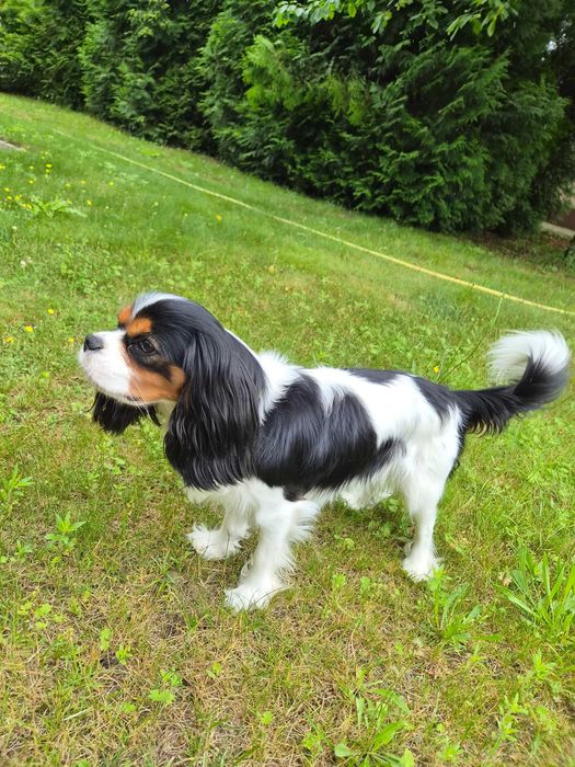 Reproduktor Cavalier King Charles Spaniel